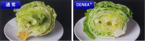 DENBA+事例　野菜